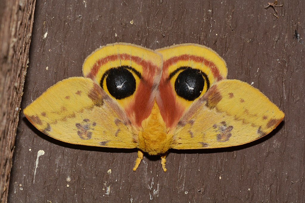 Pantry Moth Control Cleveland, Ohio - Lakewood Exterminating