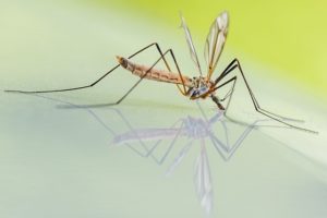 Mosquito on a reflective background